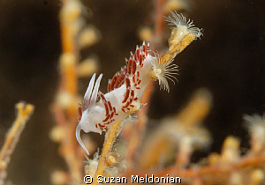I still can't believe its in focus! by Suzan Meldonian 